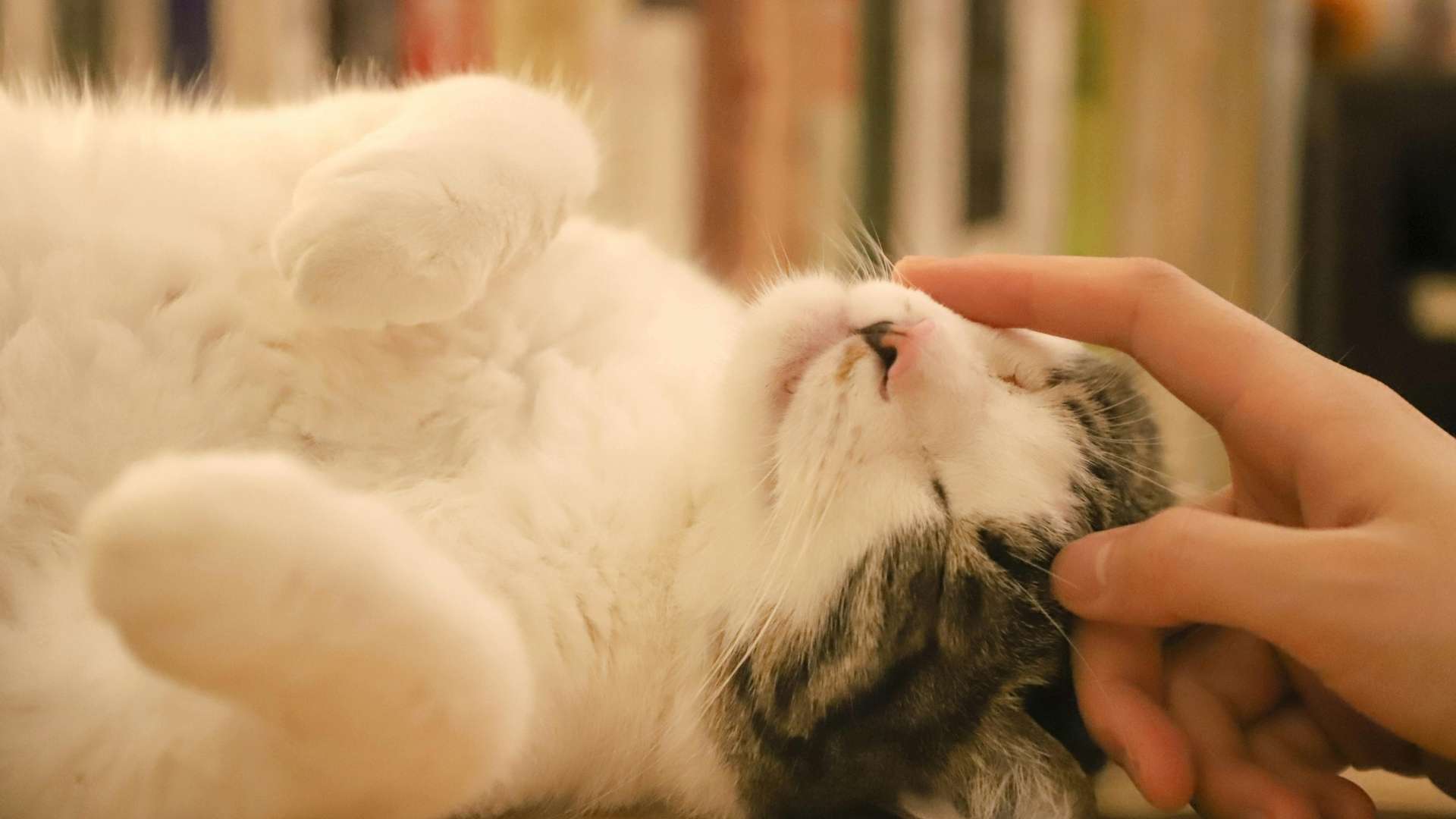persona acariciando gato